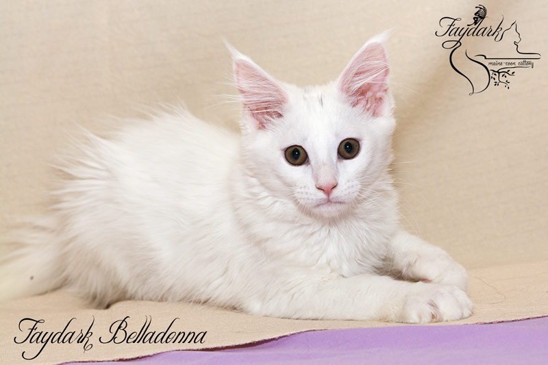 Faydark Belladonna - Кошеня мейн-кун 3,5 місяця