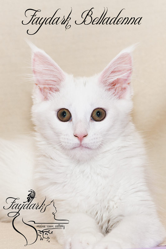 Faydark Belladonna - Кошеня мейн-кун 3,5 місяця
