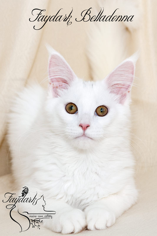 Faydark Belladonna - Кошеня мейн-кун 4 місяця