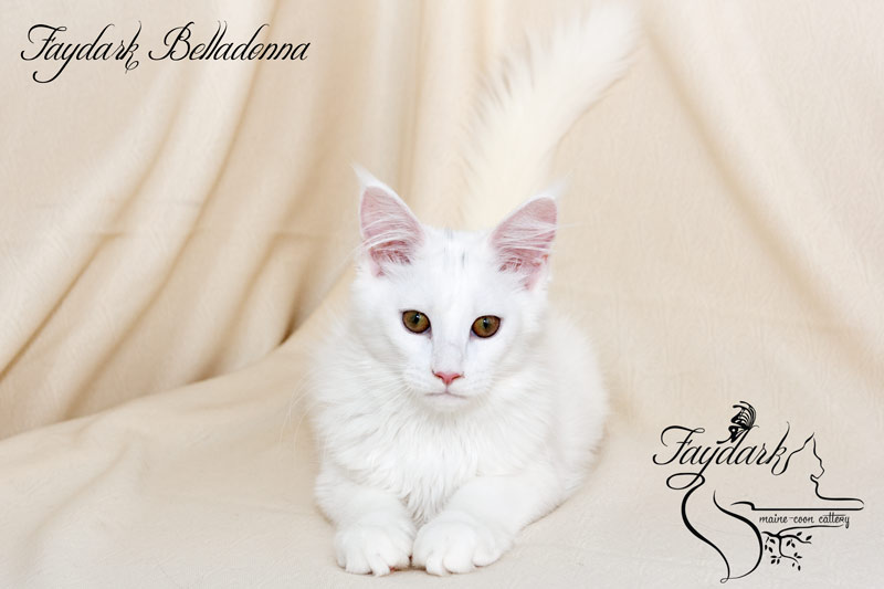 Faydark Belladonna - Кошеня мейн-кун 4 місяця