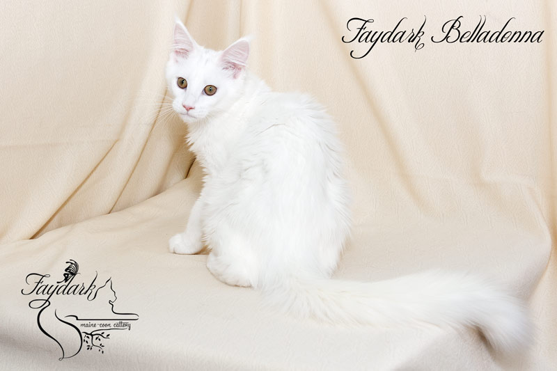 Faydark Belladonna - Кошеня мейн-кун 4 місяця
