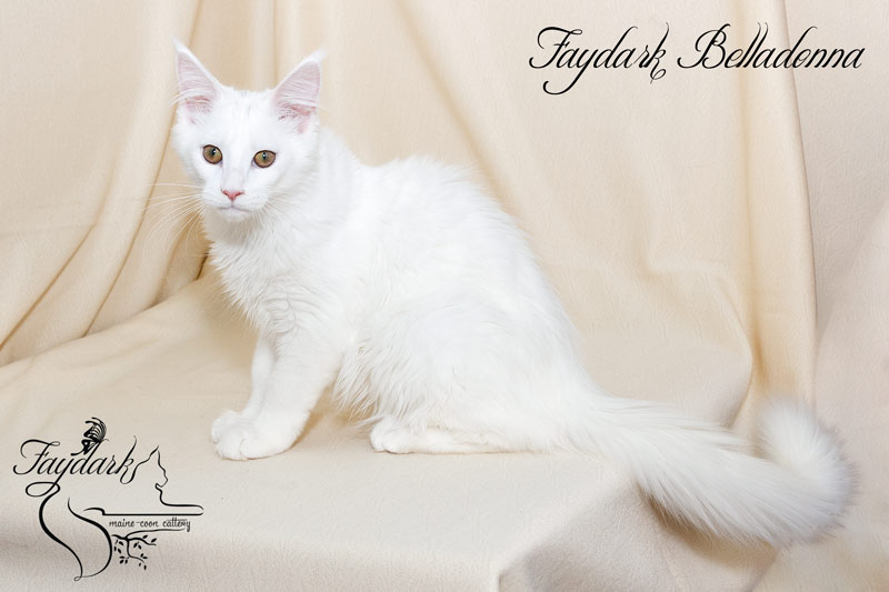 Faydark Belladonna - Кошеня мейн-кун 4 місяця