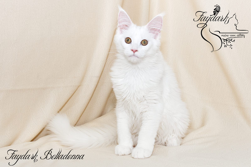 Faydark Belladonna - Кошеня мейн-кун 4 місяця