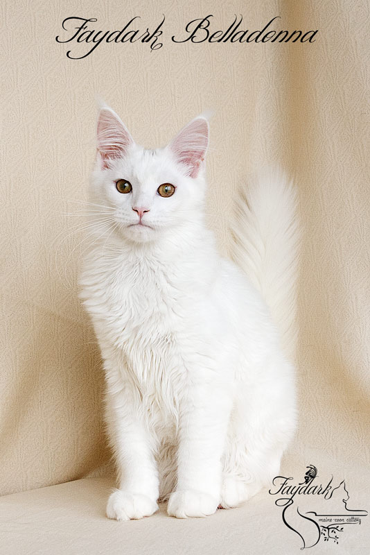 Faydark Belladonna - Кошеня мейн-кун 5 місяців