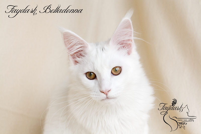 Faydark Belladonna - Кошеня мейн-кун 5 місяців