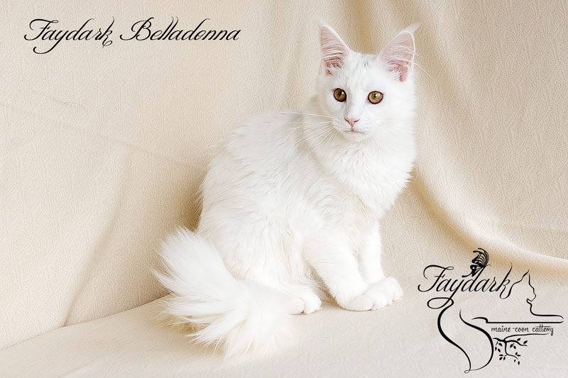 Faydark Belladonna - Кошеня мейн-кун 5 місяців
