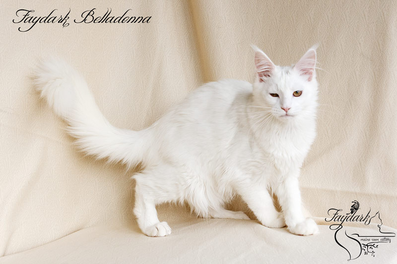 Faydark Belladonna - Кошеня мейн-кун 5 місяців