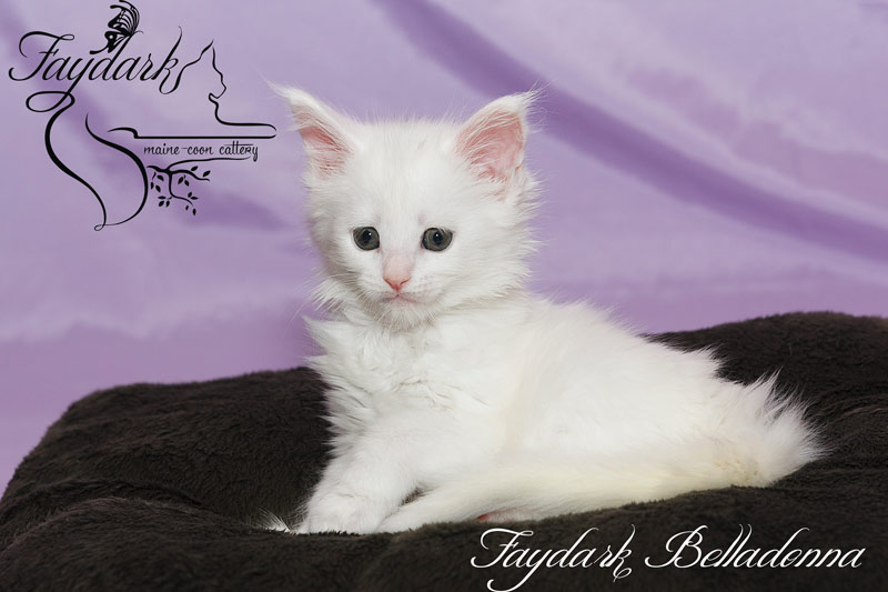 Faydark Belladonna - Кошеня мейн-кун 1 місяць 2 тижні