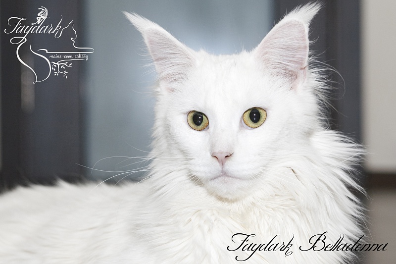 Faydark Belladonna - Дорослий мейн-кун 1 рік 6 місяців