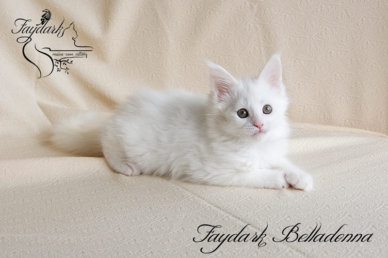 Faydark Belladonna - Кошеня мейн-кун 2 місяця
