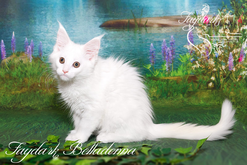 Faydark Belladonna - Кошеня мейн-кун 2,5 місяця